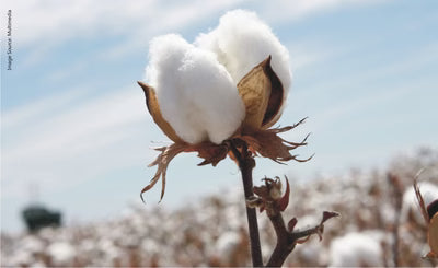 Crafted with Intention: The Story Behind Soaring Heart Natural Beds