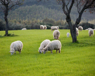 From Farm to Bed: The Story Behind Holy Lamb Organics