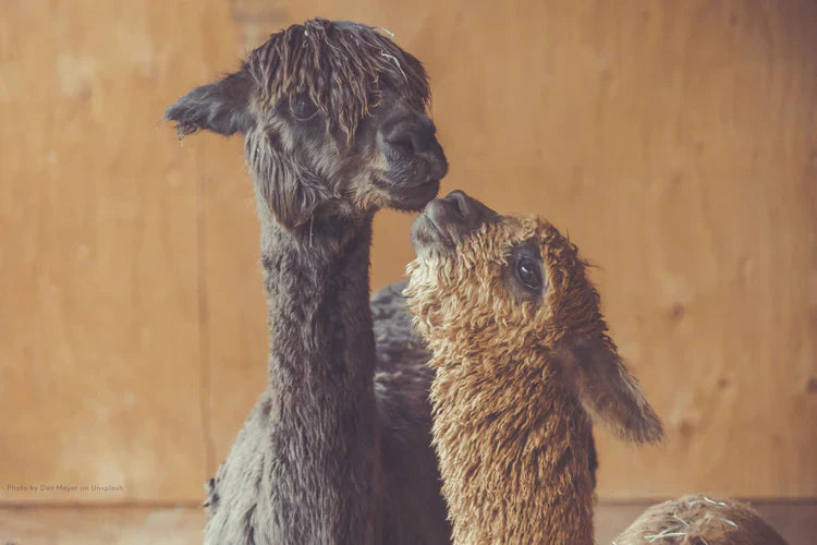 The Alpaca Difference: Why Crescent Moon Bedding is Unlike Anything You've Slept Under